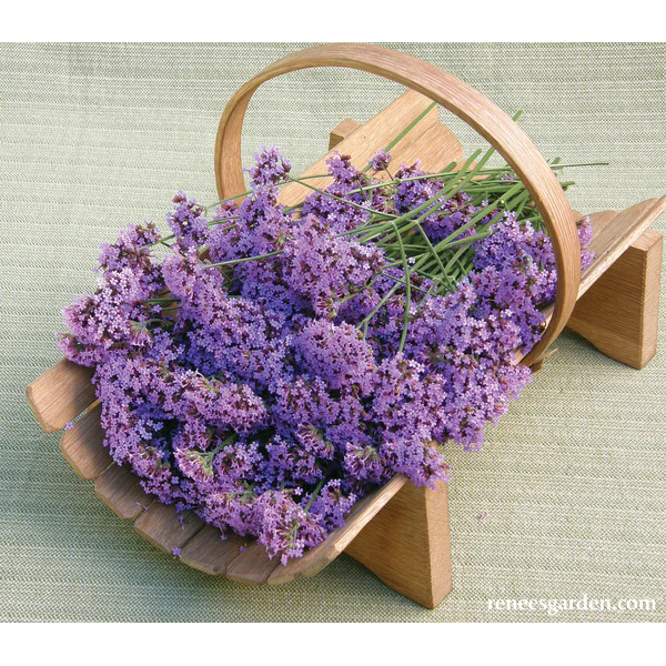 Renee's Garden Vanity Verbena