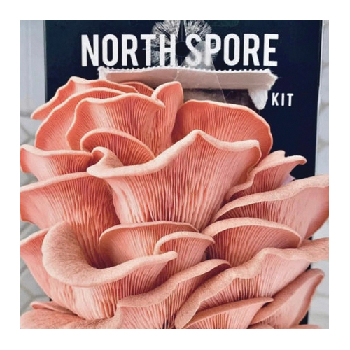 North Spore Mushroom Growing Kit - Thumbnail 4