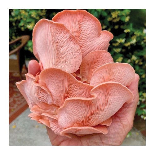 North Spore Mushroom Growing Kit - Thumbnail 2
