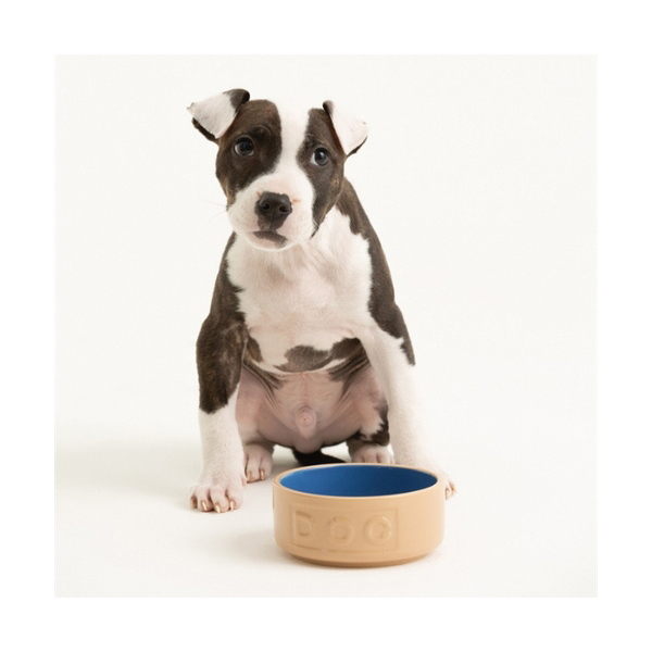 Mason Cash 2030.314 Lettered Dog Bowl, 13 cm Dia, 400 mL Volume, Stoneware, Blue/Cane - 3