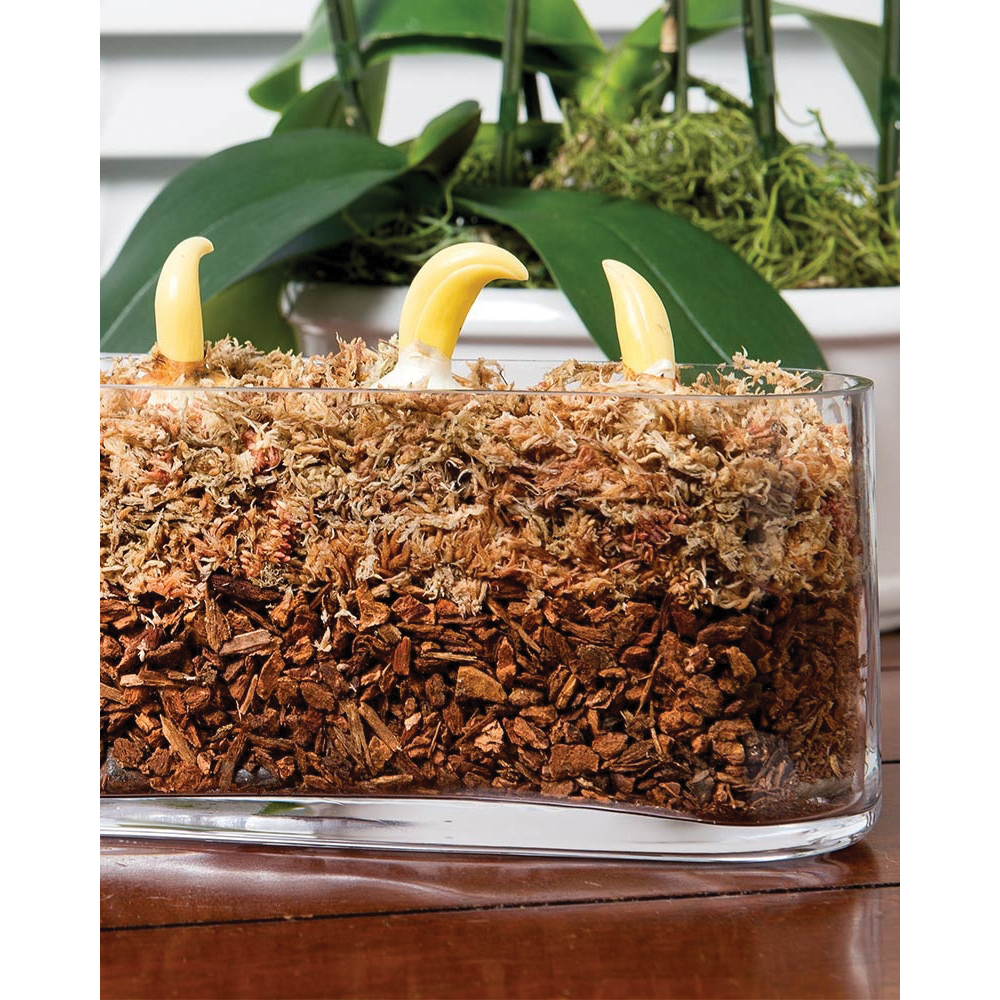 SuperMoss 23115 Orchid Potting Mix, 4 qt Bag - 2