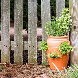 New England Pottery 100043142 Classic Planter, 7-1/4 in Dia, 12-1/4 in H, 8-1/4 in W, 7-1/4 in D, Urn, Terracotta - 2