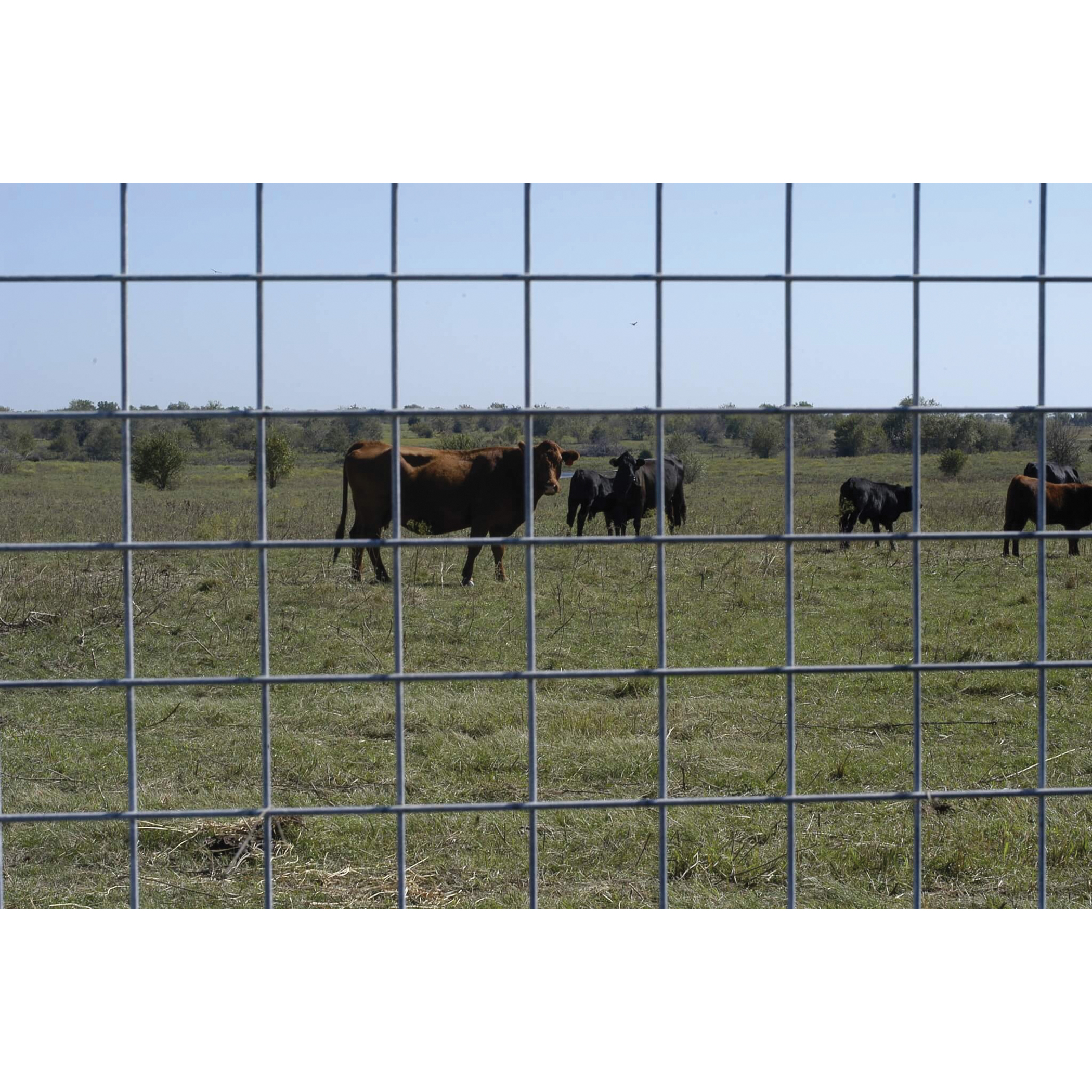 Ok Brand 1740-0 Feedlot Utility Panel, 4 ft H, 6 ga Gauge Ok Brand 1740-0 Feedlot Utility Panel, 4 ft H, 6 ga Gauge