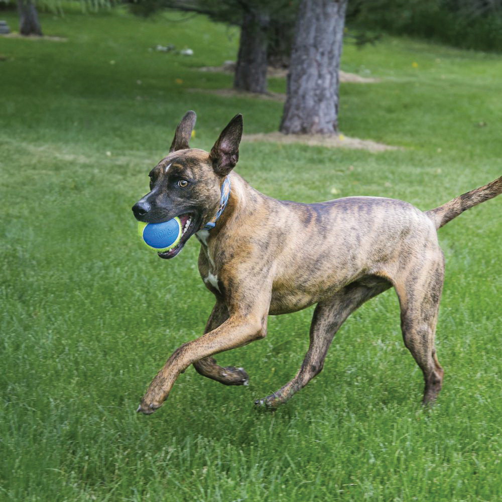 Kong SqueakAir AUT1 Dog Toy, L, Ultra Ball, Tennis, Yellow
