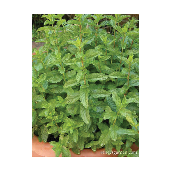 Renee's Garden 5946 Herb Seed Pack, Spearmint, Mentha Spicata, March to June Planting, Fall, Spring, Summer Harvest - 2