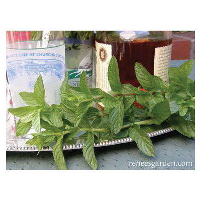 Renee's Garden 5946 Herb Seed Pack, Spearmint, Mentha Spicata, March to June Planting, Fall, Spring, Summer Harvest - 3