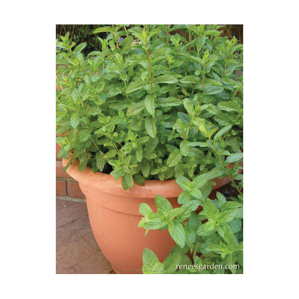 Renee's Garden 5946 Herb Seed Pack, Spearmint, Mentha Spicata, March to June Planting, Fall, Spring, Summer Harvest - 4