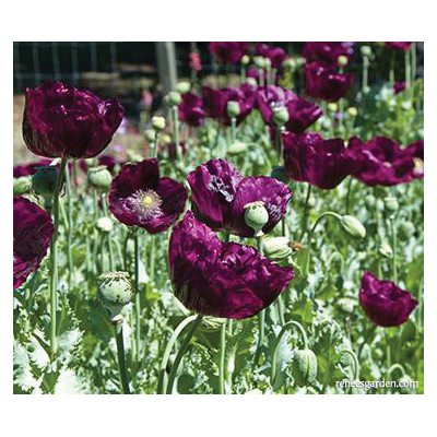 Flower Seed, Renee's Garden, Heirloom Poppies, Papaver Paeoniflorum & Laciniatum, Spring, Summer Bloom, 0.5 g Pack - 2
