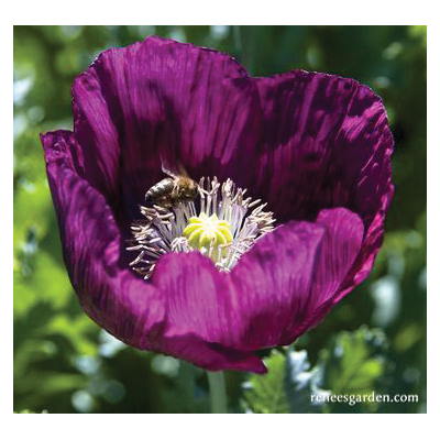 Flower Seed, Renee's Garden, Heirloom Poppies, Papaver Paeoniflorum & Laciniatum, Spring, Summer Bloom, 0.5 g Pack - 3