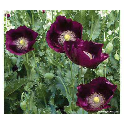 Flower Seed, Renee's Garden, Heirloom Poppies, Papaver Paeoniflorum & Laciniatum, Spring, Summer Bloom, 0.5 g Pack - 4