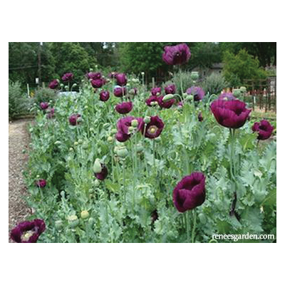 Flower Seed, Renee's Garden, Heirloom Poppies, Papaver Paeoniflorum & Laciniatum, Spring, Summer Bloom, 0.5 g Pack - 5
