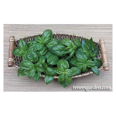 Italian Pesto Basil Herb Seed Pack, Renee's Garden, Basil, Ocimum Basilicum Pack - 3
