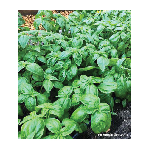 Italian Pesto Basil Herb Seed Pack, Renee's Garden, Basil, Ocimum Basilicum Pack - 5
