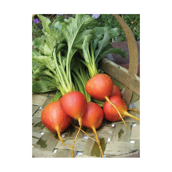 Renee's Garden 5927 Vegetable Seed Pack, Beet, August to September, February to June Planting Pack - 4