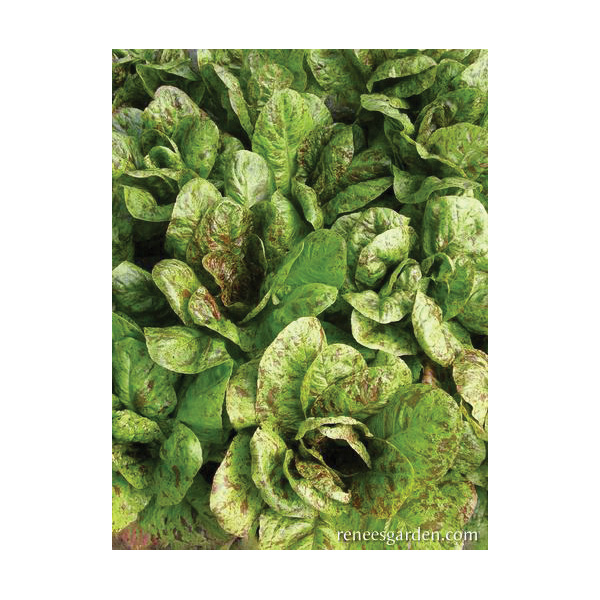Renee's Garden 3068 Flashy Trout Back Vegetable Seed Pack, Lettuce, March to June, August to September Planting - 2