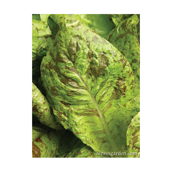 Renee's Garden 3068 Flashy Trout Back Vegetable Seed Pack, Lettuce, March to June, August to September Planting - 3