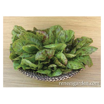 Renee's Garden 3068 Flashy Trout Back Vegetable Seed Pack, Lettuce, March to June, August to September Planting - 5
