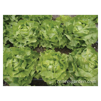 Renee's Garden 3019 Kagraner Sommer Vegetable Seed, Lettuce, April to May, September to April Planting Pack - 2