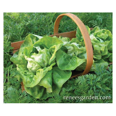 Renee's Garden 3019 Kagraner Sommer Vegetable Seed, Lettuce, April to May, September to April Planting Pack - 3