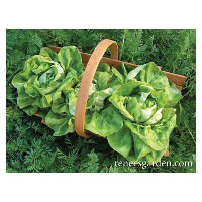 Renee's Garden 3019 Kagraner Sommer Vegetable Seed, Lettuce, April to May, September to April Planting Pack - 4