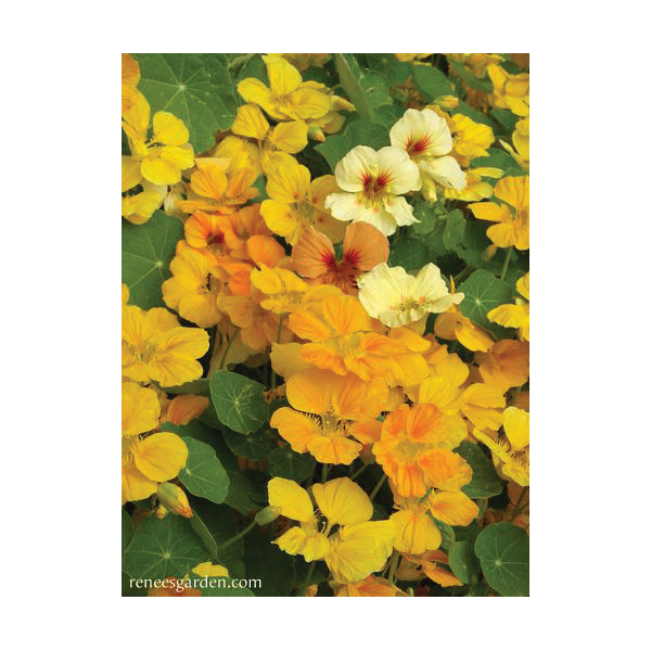 Flower Seed, Renee's Garden, Mounding Nasturtiums, Tropaeolum Majus, April to June, Cup of Sun Type - 3