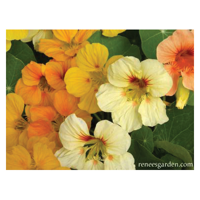 Flower Seed, Renee's Garden, Mounding Nasturtiums, Tropaeolum Majus, April to June, Cup of Sun Type - 4