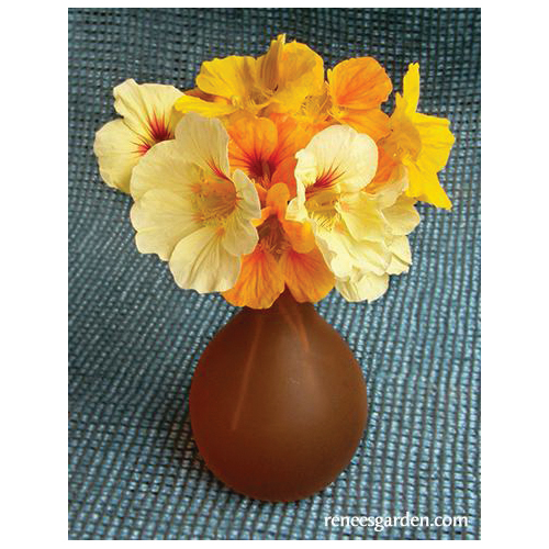 Flower Seed, Renee's Garden, Mounding Nasturtiums, Tropaeolum Majus, April to June, Cup of Sun Type - 5