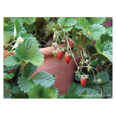 Renee's Garden 5036 Mignonette Herb Seed Pack, Strawberry, Fragaria Vesca, February to April Planting Pack - 2