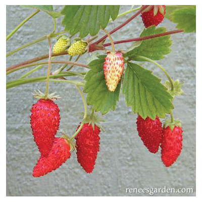 Renee's Garden 5036 Mignonette Herb Seed Pack, Strawberry, Fragaria Vesca, February to April Planting Pack - 3