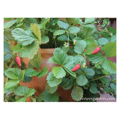 Renee's Garden 5036 Mignonette Herb Seed Pack, Strawberry, Fragaria Vesca, February to April Planting Pack - 4