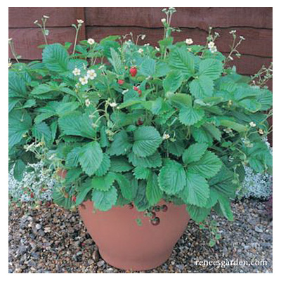 Renee's Garden 5036 Mignonette Herb Seed Pack, Strawberry, Fragaria Vesca, February to April Planting Pack - 5