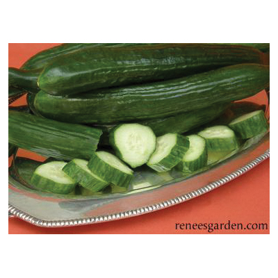 Renee's Garden 5620 Chelsea Prize Vegetable Seed Pack, Cucumber, April to June Planting Pack - 2