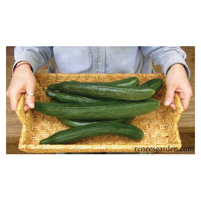 Renee's Garden 5620 Chelsea Prize Vegetable Seed Pack, Cucumber, April to June Planting Pack - 3