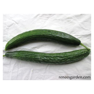 Renee's Garden 5620 Chelsea Prize Vegetable Seed Pack, Cucumber, April to June Planting Pack - 4