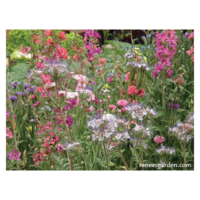 Renee's Garden 8182 - Thumbnail 5