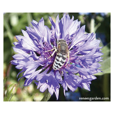 Renee's Garden 8182 - Thumbnail 2