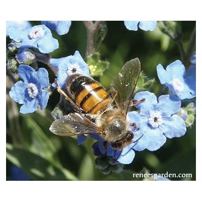 Renee's Garden 8182 - Thumbnail 3