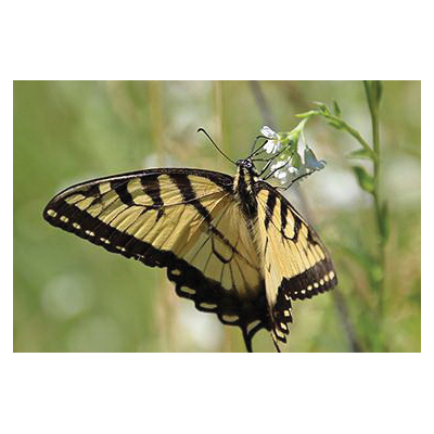 Renee's Garden 8182 - Thumbnail 4