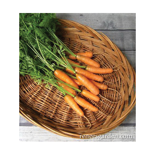 Renee's Garden 5592 Babette Vegetable Seed Pack, Carrot, July to August, March to June Planting Pack - 4