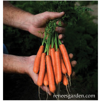 Renee's Garden 5592 Babette Vegetable Seed Pack, Carrot, July to August, March to June Planting Pack - 5