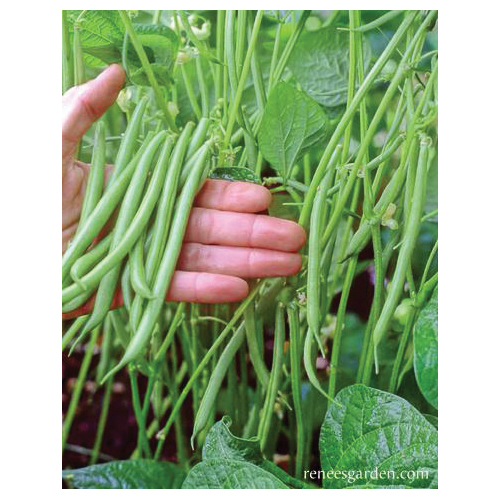 Renee's Garden 5933 Emerite Vegetable Seed Pack, Beans, March to June, May to June Planting Pack - 3