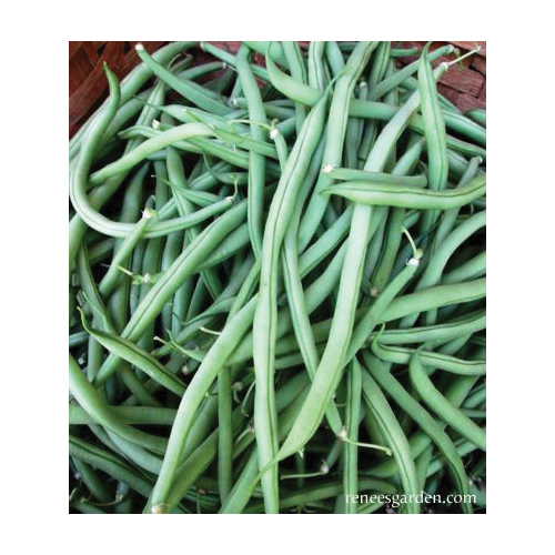 Renee's Garden 5933 Emerite Vegetable Seed Pack, Beans, March to June, May to June Planting Pack - 4