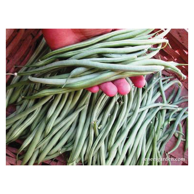 Renee's Garden 5933 Emerite Vegetable Seed Pack, Beans, March to June, May to June Planting Pack - 5