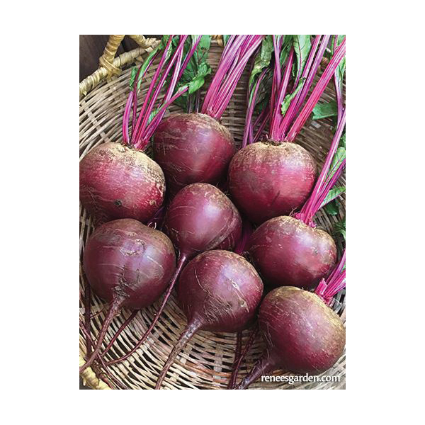 Renee's Garden 5986 Vegetable Seed Pack, Beet, August to September, March to June Planting Pack - 4