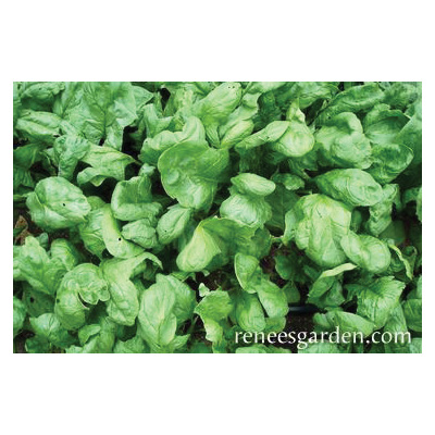 Renee's Garden 3004 Baby Salad Spinach Regiment Organic Seed, Spinach, Spinacia Oleracea, Spring Harvest, 5 g Pack - 2