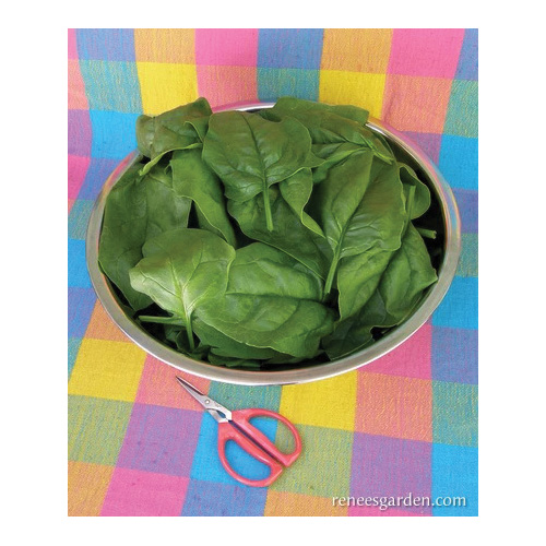 Renee's Garden 3004 Baby Salad Spinach Regiment Organic Seed, Spinach, Spinacia Oleracea, Spring Harvest, 5 g Pack - 3