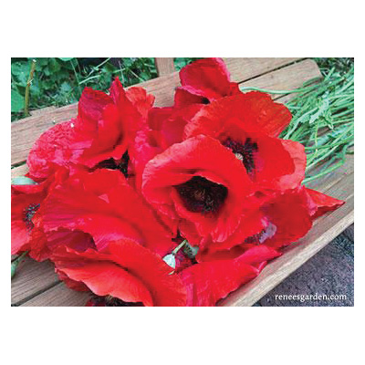 Legion of Honor Flower Seed Pack, Renee's Garden, Poppy, Papaver Rhoeas, February to May Planting Pack - 3