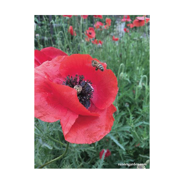 Legion of Honor Flower Seed Pack, Renee's Garden, Poppy, Papaver Rhoeas, February to May Planting Pack - 4