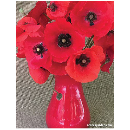 Legion of Honor Flower Seed Pack, Renee's Garden, Poppy, Papaver Rhoeas, February to May Planting Pack - 5