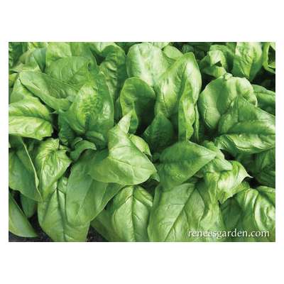 Renee's Garden 3079 Gangbusters Vegetable Seed Pack, Spinach, August to September, February to May Planting Pack - 3